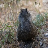 Squirrel Yosemite-NP