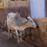 Altstadt-Jaisalmer