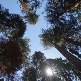 Sherman-Tree-Trail_Sequoia-NP