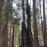 Huckleberry-Trail_Sequoia-NP