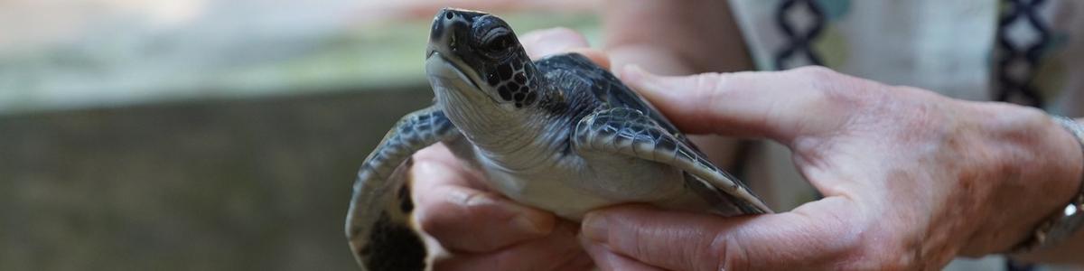 7586_Sea-Turtle-Conservation-Project_Kosgoda