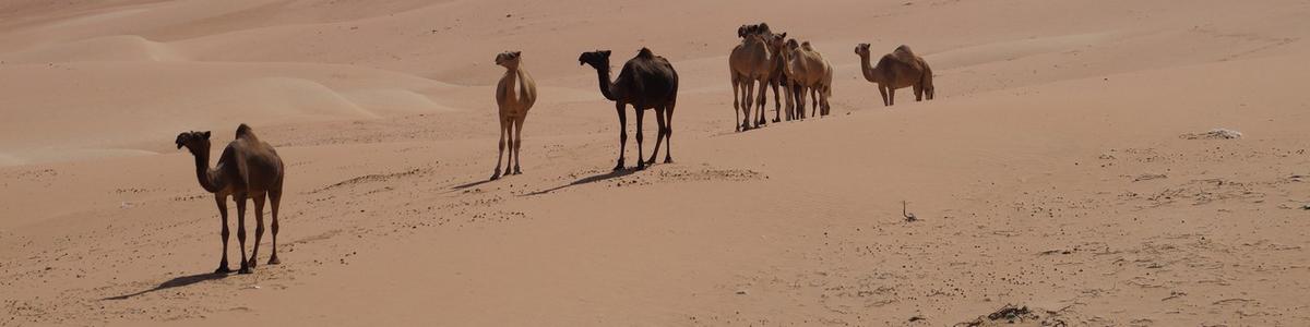 6634_Liwa-Oase_Rub al-Chali-Desert
