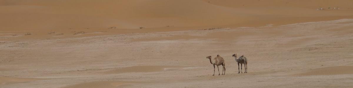 6810_Liwa-Oase_Rub al-Chali-Desert