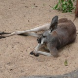 Perth-Zoo