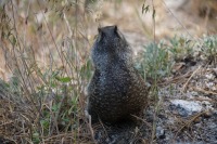 Squirrel_Yosemite-NP