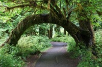 Hall-of-Mosses-Trail_Olympic-NP