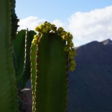 Gran-Canaria-Degollada-de-La-Yegua